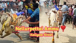 #Nellurpettai Ammu #kaliyam street 🔥#erthukattu #manjuverattu #Ammu #Vellore Queen 👑✨💖