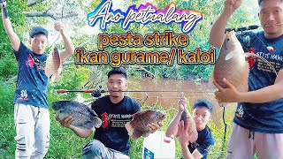 Mancing gurame/kaloi di Brunei Darussalam strike bertubi-tubi.