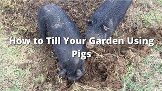 How to Till a Garden Without a Tiller Using Pigs