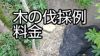 広島の木の伐採例、料金。相見積もりしてください。#広島#木の伐採 #料金 #便利屋