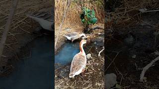 #DUCK#duck #cute #viral #amazing #animals #chicken #funny #Trending#Raj Hash#Hash#Shorts#short