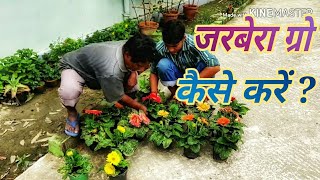 जरबेरा ग्रो करने का सबसे सही तरीका जानिए । Gerbera Growing Method