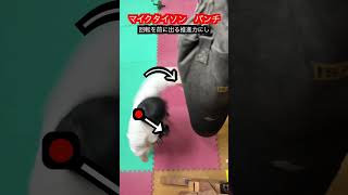 【マイクタイソン】なぜヘビー級であの速度と威力が出るのか！？　#aikido ＃karate #martial #武道 ＃#空手＃合気道＃筋トレ＃ボクシング#selfdefens