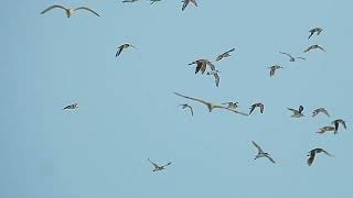 Eurasian Curlew ++ in flight