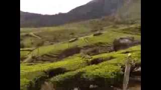 Munnar and Wayanad unforgettable trip