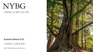 Finding the Mother Tree: A Conversation with Suzanne Simard