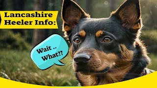 Lancashire Heeler Info: Perfect Family Pets?