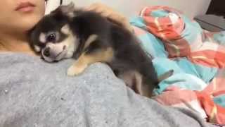 Chihuahua Cuddles with Owner - Aww