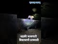 धडकी भरवणारी बिबट्याची डरकाळी maharashtratimes leopard leopardroar