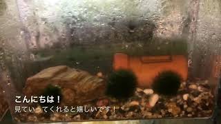 渓流魚水槽に新しい仲間が来ました