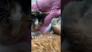 寒い冬6匹で祖母の部屋を暖めてるのかもしれない猫団子家族#shorts