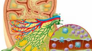 Das lymphatische System als Teil des körpereigenen Abwehrsystems