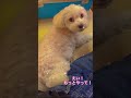 犬のお腹を撫でると♫