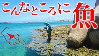 岩礁の屋根下に大量の魚が…⁉【伊是名島遠征2020 #4】