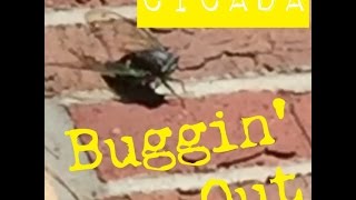 Cicada "Tree Cricket" BUG OUT