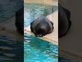 お餅になったアシカ【桂浜水族館】カリフォルニアアシカのケイタくん香箱座り shorts アシカ 桂浜水族館