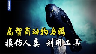 印度男子被乌鸦“追杀”3年，模仿人类造工具，乌鸦到底有多聪明