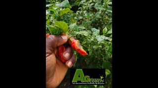 Anthracnose disease infection in pepper farm