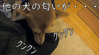 他の犬を撫でたら匂いが移ってしまったようです