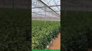 Interior de invernadero para producir tomate en México