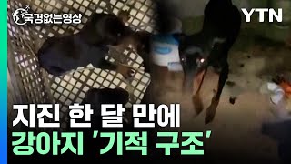 튀르키예 지진 한 달만에 구조된 강아지 [국경없는 영상]