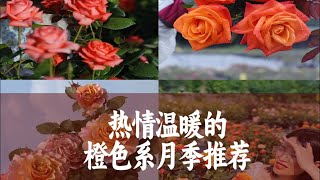 【惠惠的花园】热情温暖的橙色系月季推荐，无论放在什么地方，橙色都是非常亮眼的存在，你最喜欢哪一款呢？