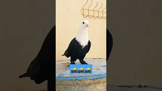 Karbalai pigeon #viral #utubeshorts #punjabpakistan #pigeons #kabootar #iran #trending #shorts