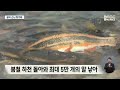 황어떼 물결 장관 물 반 고기 반 2023.04.07 뉴스데스크 울산mbc