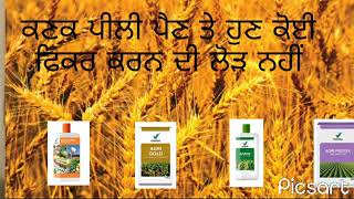 ਕਣਕ ਦੀ ਪੀਲੀ ਹੋਈ ਫ਼ਸਲ ਦਾ ਇਲਾਜ with Vestige agri products 7973569040, 9888415294