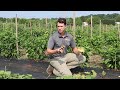 cucurbit downy mildew in the garden