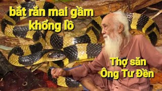 Thợ săn(Ông Tư Đền) kể lại khoảnh khắc bắt rắn mai gầm khổng lồ và nguyên ổ