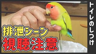 【試してみた】トイレのしつけ│コザクラインコ