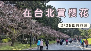 [vlog] 在台北賞櫻花🌸中正紀念堂超夢幻粉紅櫻花開了!