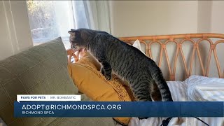 Paws for Pets: Mr. Bombastic, a loving, snuggly, easy-going kitty who likes to explore