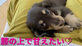 【メロメロ】お母さんの膝の上で甘える子犬が可愛い【ミニチュアダックス】