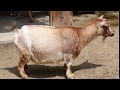 Top 10 Highest Milk Producing Goats In the World | 10 Best Goat Breeds |