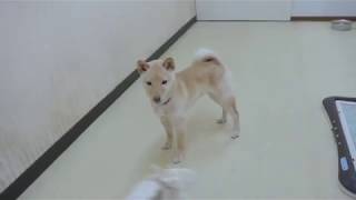 2019.11.2（土）BowWowCLUB（バウワウクラブ）瑞江店　犬の保育園の様子