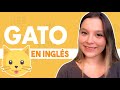 Cómo se Dice Gato en Inglés (PRONUNCIACIÓN)