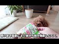 【本当に危険！】夏の暑さで愛犬が急死してしまう出来事！