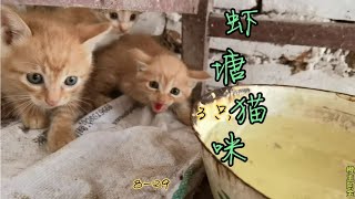 阿金捡到3只小猫咪，养虾稻田抓老鼠，继续折腾小龙虾