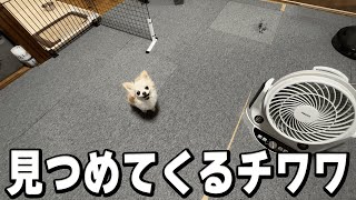 小さくも大きい瞳で見つめてくる愛犬のチワワの様子です