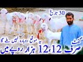 1:5 سے 2 لیٹر دودھ دینے والی گھبن بکریاں | rajanpuri goats Tota face | حسن گوٹ فارم پر سستا پیکیج