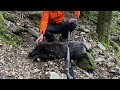 best of 2k22 2k23💥🐗 tirs de 70 sangliers en battue chasse en corse à bastelica