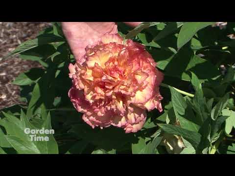 Peony Floral Showcase Peony Floral Showcase
