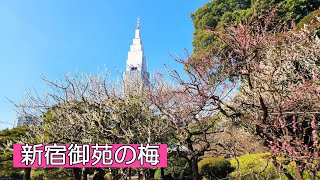 新宿御苑の梅｜レストランゆりの木、日本庭園、玉藻池などで、綺麗な梅の花をたくさん見ることが出来ました。