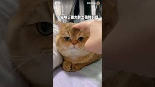 小貓咪不能長得太胖的！#pet #cat #寵物 #funnycat #shorts