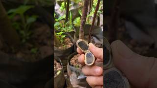 วิธีเพาะขยายพันธุ์เชื้อเห็ดเผาะ เห็ดถอบ | How to grow Barometer Earthstars mushrooms #farming