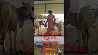 మినీ గోకుల షెడ్డు ఎలా ఉంది ఫ్రెండ్స్ #youtubeshorts #viralvideo #viralshort pl👍