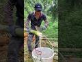 How To Cut Freshly Bamboo Shoot Very Much at Farm