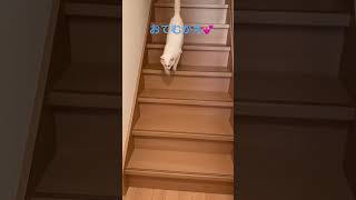 毎日お出迎えする白猫 #甘えん坊猫 #人懐っこい猫 #ストーカー猫